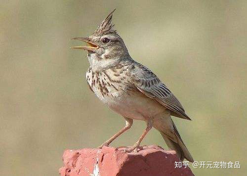 百灵鸟的叫声是什么样子的（都知道百灵鸟叫声好听，但是你知道为什么吗？）
