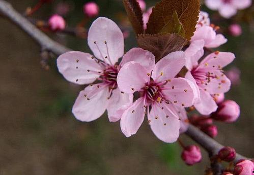 富贵临门喜从天降,揭秘财富与好运的神秘邂逅